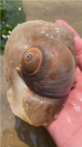 海边赶海抓海鲜，发现了一只搁浅的猫眼螺，还有许多奇怪的海洋小生物