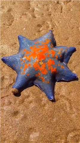 海边赶海抓海鲜，发现了一只八个角的派大星，还有许多奇怪的海洋小生物