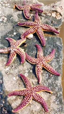 海边赶海抓海鲜，发现了好几只晒太阳的派大星，还有许多奇怪的海洋小生物