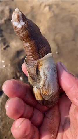 海边赶海抓海鲜，发现了一只搁浅的玉米螺，还有许多奇怪的海洋小生物
