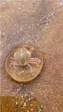 海边赶海抓海鲜，发现了一只刚出生的小螃蟹，还有许多奇怪的海洋小生物
