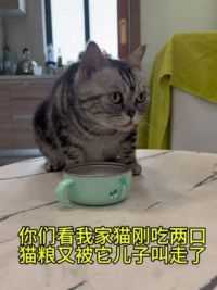 对一只猫来说带娃比干饭重要？ #好主人 #万物可爱计划 #温馨互动记