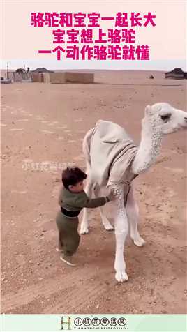 骆驼和宝宝一起长大，宝宝想上骆驼，一个动作骆驼就懂！#搞笑 #搞笑视频 #社会 #奇趣 