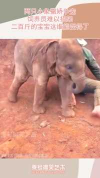 两只小象撒娇争宠，饲养员难以招架，二百斤的宝宝这谁能受得了