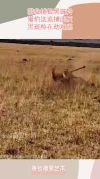 猎豹捕捉黑斑羚，猎豹这追捕速度，黑斑羚在劫难逃