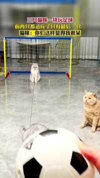 三只猫咪一块玩足球，橘猫：你们这样显得我很呆#搞笑 
