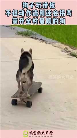 狗子玩滑板，不但动作流利还会拐弯，荣升全村最靓的狗！#搞笑 #奇趣 #社会 #搞笑段子 