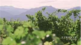 贺兰山东麓吸引着全世界葡萄酒爱好者的目光