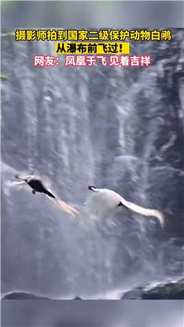 摄影师拍到国家二级保护动物白鹇，从瀑布前飞过！网友：凤凰于飞，见着吉祥！