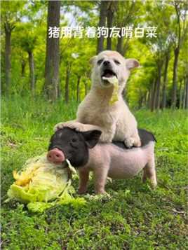 猪朋背着狗友啃白菜#萌宠#狗狗#金太阳原创