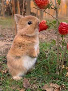 小兔子吧唧吧唧吃草莓🍓 #萌宠#兔子#金太阳原创