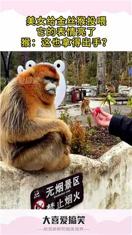 美女给金丝猴投喂，它的表情亮了，猴：这也拿得出手？##生活幽默#搞笑#搞笑日常#搞笑段子 