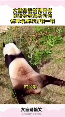 大熊猫装瘸博同情，刚开始觉得好可怜，看到最后想打顿一顿！##生活幽默#搞笑#搞笑日常#搞笑段子 