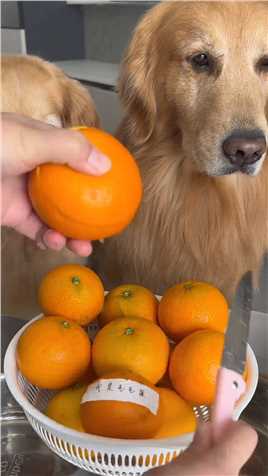 毛毛家的橙子到了，果然是很好吃、夏天都忍不住喝了橙汁