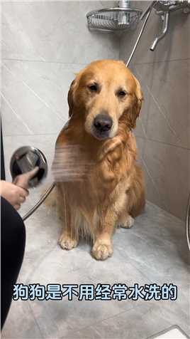 你们都是多久给狗子洗一次澡呢？我一般一个多月洗一次、平时都是用湿纸巾给他们擦下、然后多梳毛，狗子水洗太勤了反而不好