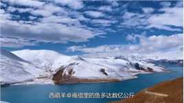 西藏羊湖里有8亿公斤鱼，随手就能抓到，为何当地没人敢吃？涨知识西藏