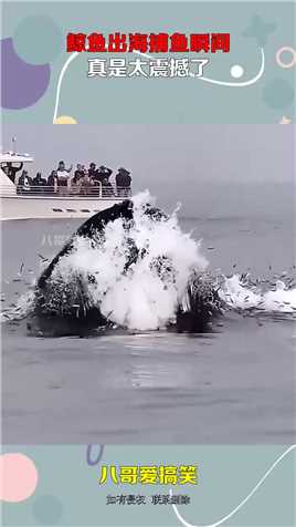 鲸鱼出海捕鱼瞬间，真是太震撼了。#搞笑 
