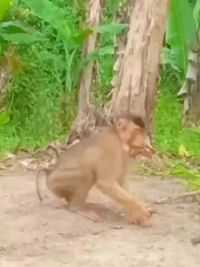 猴子 #野生动物