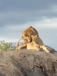 为了母狮，两头狮子大打出手 #野生动物零距离