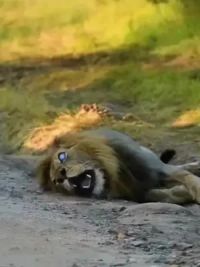 狮子被黑曼巴蛇咬伤，他可以活下来吗？ #野生动物零距离
