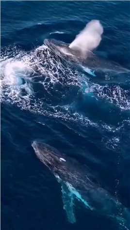 船长给大家分享神秘的海洋霸主鲸鱼！也是地球上最大的生物，体长30多米，体重可达50多吨