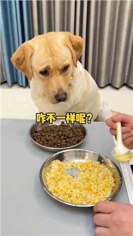 千万别当这狗子的面吃蛋炒饭。