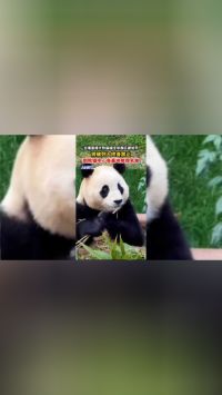 主播直播大熊猫福宝非展区被处罚，将被列入终身禁止到熊猫中心各基地参观名单