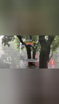 返程注意！上海今明两天大到暴雨，局部大暴雨！