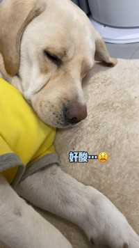狗子：等你睡着了、咱们走着瞧！#拉布拉多#萌宠成精了#搞笑