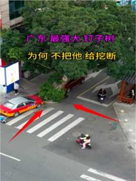 广东最强大的钉子树，一棵树就占了整条车道，右边车辆走这里必须得逆行，这树那么影响交通，为何不把他给挖断呢！