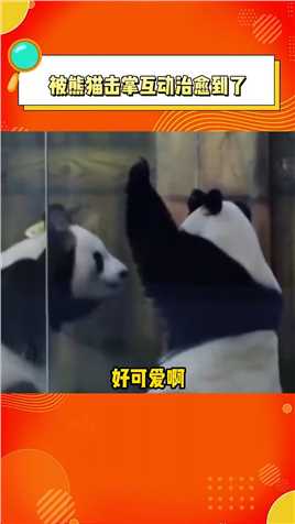 被熊猫击掌互动治愈到了正在吃饭饭也能马上转身回应，好可爱啊~