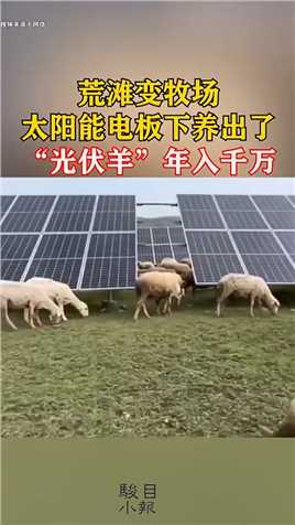 荒滩变牧场太阳能电板下养出了“光伏羊”，年入千万！