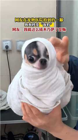 网友在宠物医院拍到的一幕，狗狗秒变“海豹”网友：我就这么成木乃伊了是嘛！
