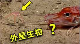 海底罕见画面，琉球棘角鱼被不明生物捕食，镜头记录下精彩瞬间