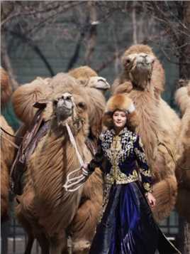 不如我们去塞外牧马放羊养骆驼#乌鲁木齐遇上汗血宝马#新疆古生态园汗血宝马基地
