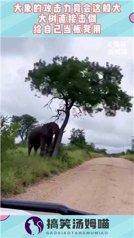 大象的攻击力竟会这般大，大树直接击倒，给自己当板凳用！#搞笑 #奇趣 #社会 #搞笑段子 