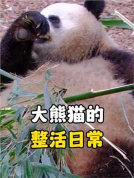 盘点大熊猫的整活日常，能当国宝是有原因的！#大熊猫 #熊猫 #国宝 #搞笑