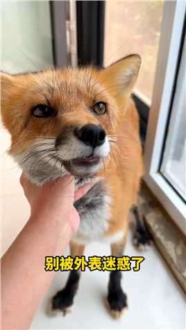 狐狸是所有换毛期动物里最丑的，没有之一 #萌宠成精了