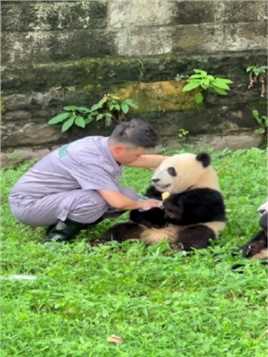 谁能拒绝一只会牵手手的大熊猫呢