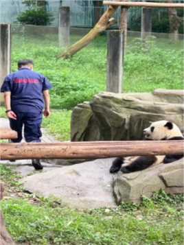 谁家大熊猫还要和奶妈玩躲猫猫的啊