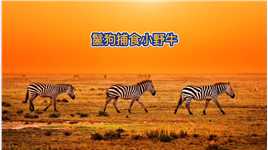 #鬣狗#非洲二哥#野牛#奇妙的动物 #动物世界.mp4

