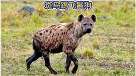 斑马踢飞鬣狗#斑马#鬣狗 #动物世界#野生动物零距离

