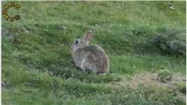 澳洲野兔泛滥，大喷子一枪一只畅快淋漓！#兔子#狩猎#动物世界

