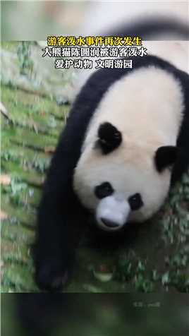 游客泼水事件再次发生，大熊猫陈圆润被游客泼水，爱护动物，文明游园。