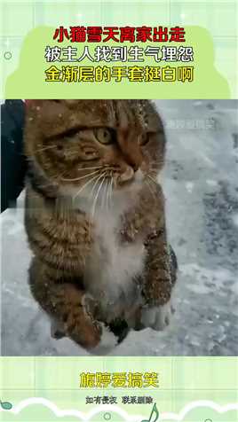 小猫雪天离家出走，被主人找到生气埋怨，金渐层的手套挺白啊！