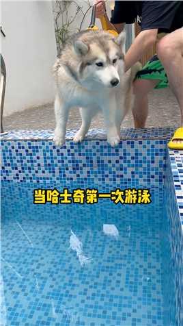 哈士奇第一次游泳，场面一度失控...#狗狗游泳 #玩水的狗子好快乐 #二哈.mp4


