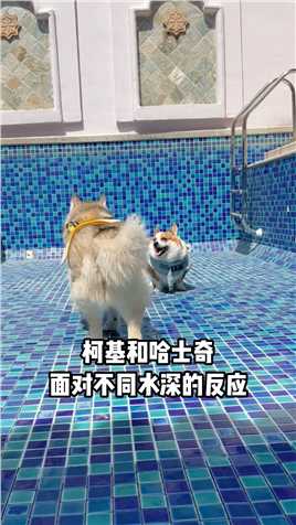 柯基和哈士奇面对不同水深会有什么反应？#狗狗 #萌宠 #狗狗游泳.mp4



