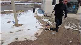 救命！我和狗狗在西藏被牛追杀了...#柯基 #狗狗 .mp4



