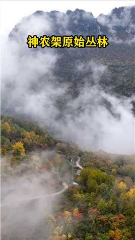 我追着秋天的尾巴，迷失在神农架的原始丛林里。#旅行推荐官#云雾缭绕人间仙境#神农架