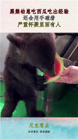 黑熊幼崽吃西瓜吃出经验，还会用手碰着，严重怀疑里面有人！#资讯 